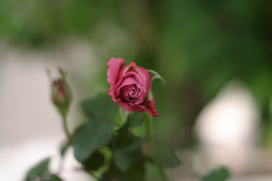 Mauve Rose (50mm, f/2.0, 1/320 sec)<!--CRW_1774.CRW-->